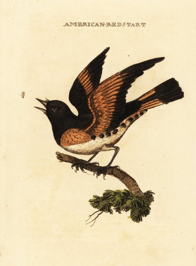 Redstart americano, Setophaga ruticilla de George (after) Edwards
