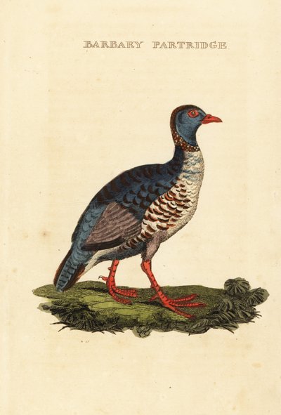 Perdiz de bárbaro, Alectoris barbara de George (after) Edwards