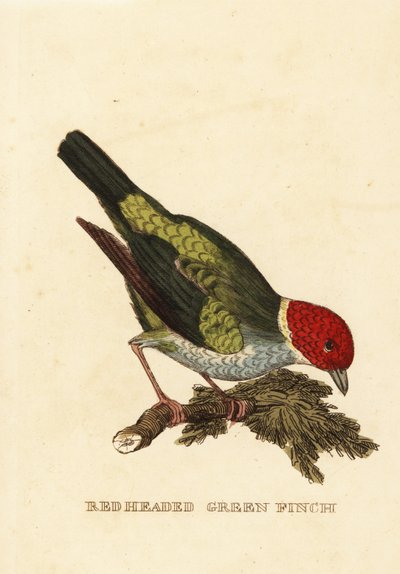 Tanager de cabeça de baía, girola de Tangara de George (after) Edwards