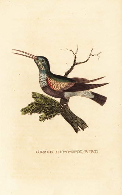 Beija-flor de barriga preta, Eupherusa nigriventris, fêmea de George (after) Edwards