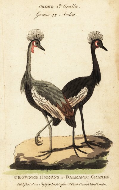 Guindaste com coroa preta, Balearica pavonina de George (after) Edwards