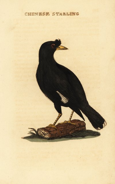 Crested myna, Acridotheres cristatellus de George (after) Edwards