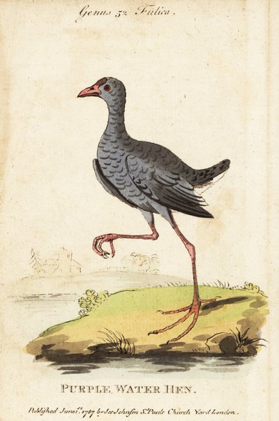 Pântano de cabeça cinzenta, Porphyrio poliocephalus de George (after) Edwards
