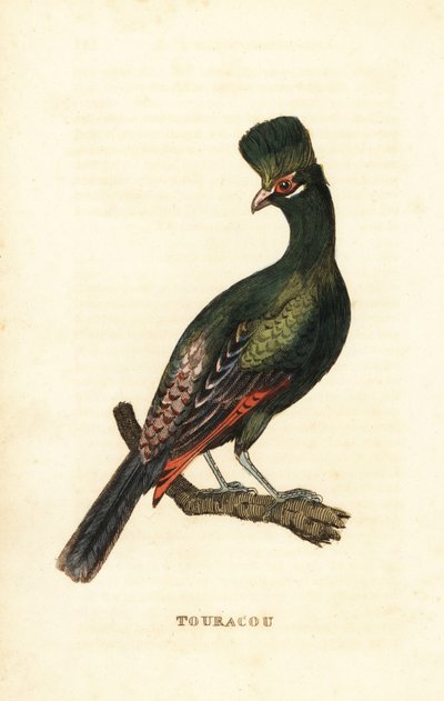 Guiné turaco ou turaco verde, Tauraco persa de George (after) Edwards