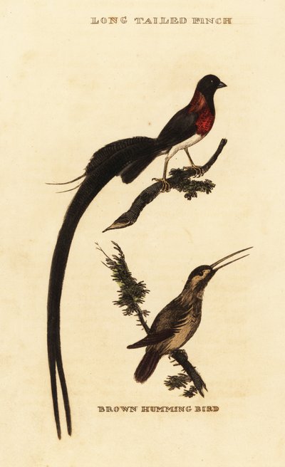 Paraíso de cauda longa whydah, Vidua paradisaea e beija-flor rufo, Selasphorus rufus de George (after) Edwards