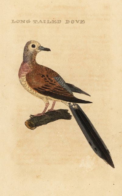 Luto onde, Zenaida macroura de George (after) Edwards
