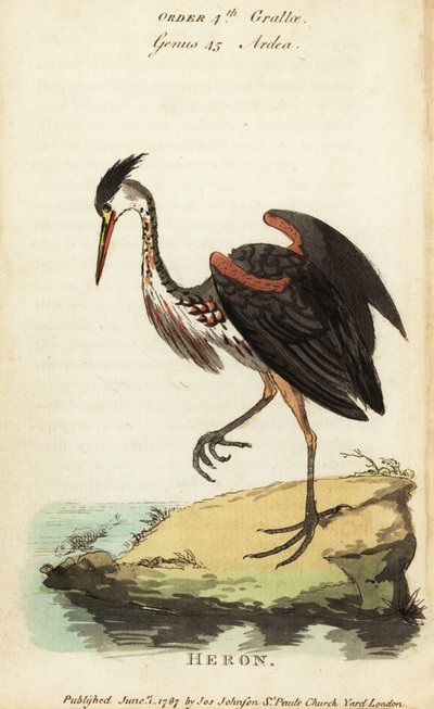 Garça de cor de cinza norte-americana, Ardea fusca de George (after) Edwards