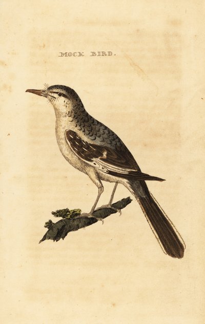 Pássaro zombador do norte, Mimus polyglottos de George (after) Edwards