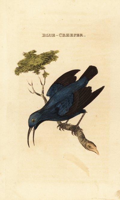 Pregador de mel roxo, Cyanerpes caeruleus de George (after) Edwards