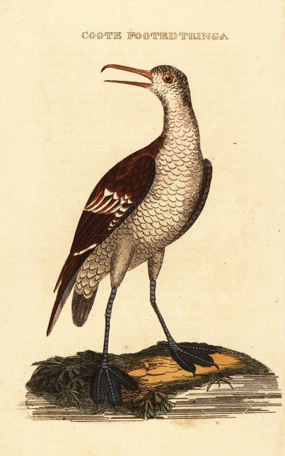 Falarope de pescoço vermelho, Phalaropus lobatus de George (after) Edwards