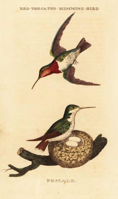 Beija-flor de garganta-rubi, Archilochus colubris de George (after) Edwards
