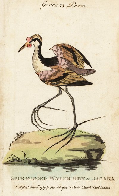 Jacana Wattled, Jacana Jacana Jacana de George (after) Edwards