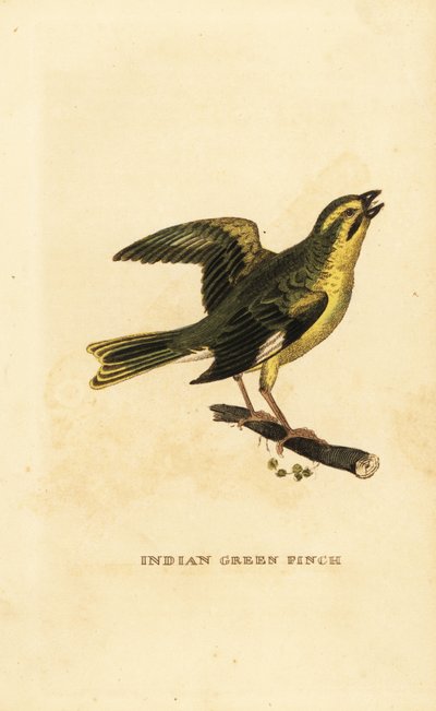 Espinóide de peito amarelo, Chloris spinoides de George (after) Edwards