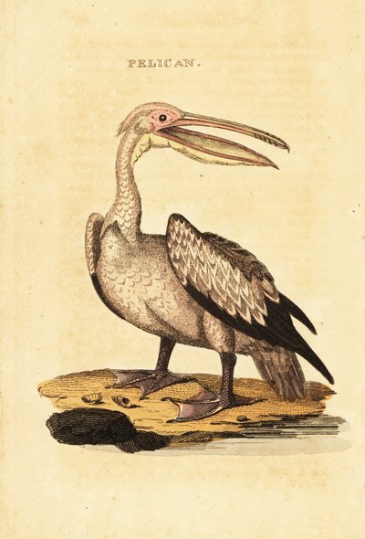 Grande pelicano branco, Pelecanus onocrotalus de George (after) Shaw
