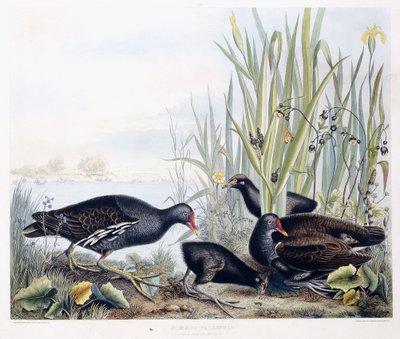 Gallinule comum (Moorhen)(masculino, feminino e jovem), c.1841 (gravura colorida à mão) de George (after) Shield