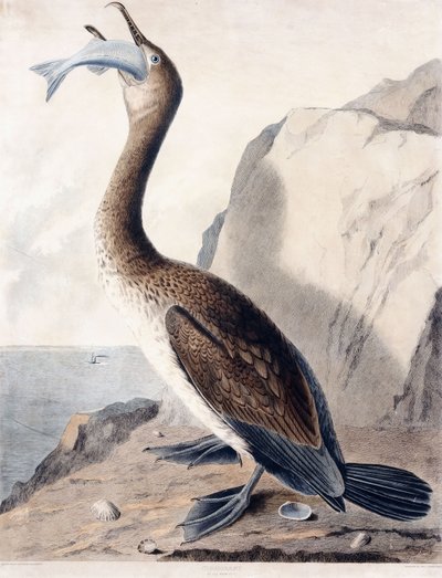 Cormorant (do primeiro ano), c.1841 (gravação a cores à mão) de George (after) Shield