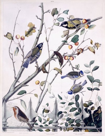 Mama Vermelha (Robin), Grande Rato Titmouse (Macho e Fêmea) e Blue Titmouse (Macho e Fêmea), c.1841 (gravura colorida à mão) de George (after) Shield