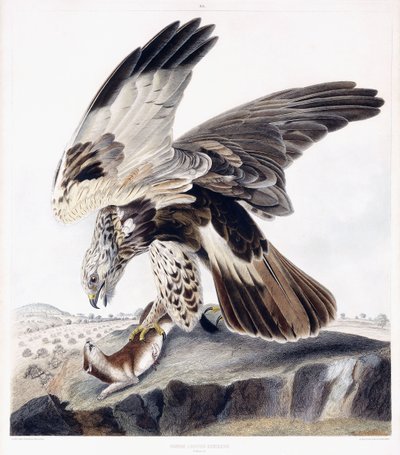 Rough Legged Buzzard (Feminino), c.1841 (gravura de cor à mão) de George (after) Shield