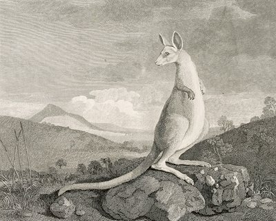 Um animal encontrado na costa da Nova Holanda, chamado Kanguroo", c.1773 (gravura, água-forte) de George (after) Stubbs