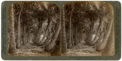 Avenida dos coqueiros, Flórida, EUA, 1891. de George Barker