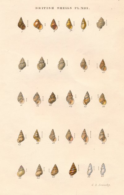 Escudos britânicos, c1859. de George Brettingham Sowerby