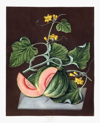 Abóbora, 1812 de George Brookshaw