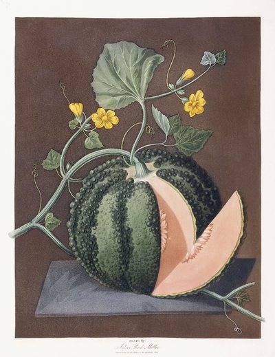 Silver Rock Melon, 1812 de George Brookshaw