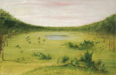 Bela savana nos pinhais da Flórida de George Catlin