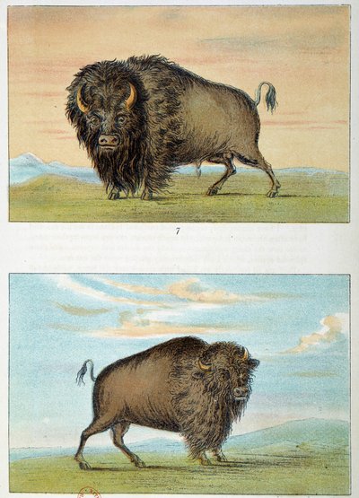 Bisão, homem e mulher, Estados Unidos. Ilustração de George Catlin (1794-1872) de George Catlin