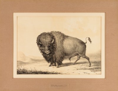 Buffalo Bull--no. 2 de George Catlin