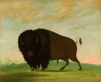 Buffalo Bull, pastando na pradaria, 1832-1833. de George Catlin