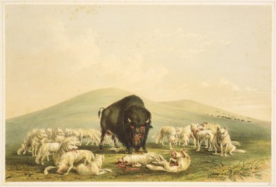 Caça ao Búfalo: Caça ao Búfalo: Lobos brancos atacam touro búfalo de George Catlin