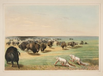 Caça ao búfalo, sob a pele do lobo branco, prancha 13 do portefólio dos índios norte-americanos de George Catlin