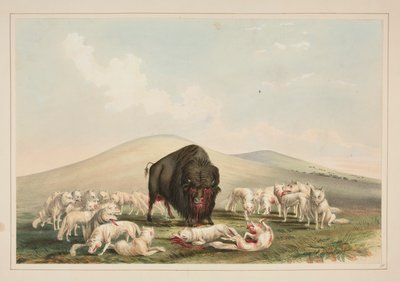 Buffalo Hunt, White Wolves Attacking a Buffalo Bull, pl. 10 da North American Indian Portfolio de George Catlin