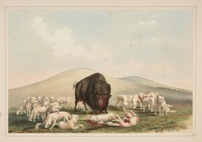 Caça ao búfalo, lobos brancos atacando um touro-búfalo, prancha 10 do Portefólio dos Índios Norte-Americanos de George Catlin
