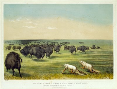 Caça ao bisonte sob a pele do lobo branco de George Catlin