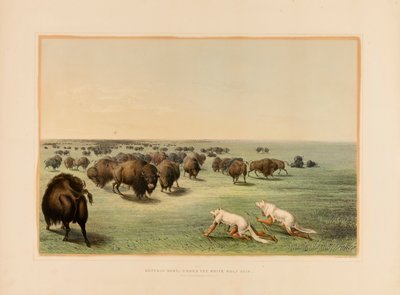 Caça ao búfalo, sob a pele de lobo branco--no. 13 de George Catlin