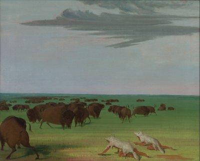 Floresta. de George Catlin