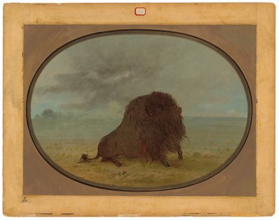 Touro Búfalo Morrendo de George Catlin