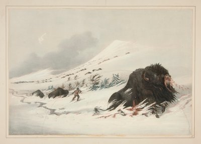 Dying Buffalo Bull, em Snow Drift, pl. 17 da carteira indígena norte-americana de George Catlin
