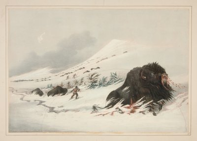 Bisonte macho moribundo num monte de neve, prancha 17 do Portefólio dos Índios Norte-Americanos de George Catlin