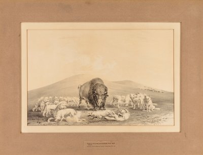 Lobos brancos atacam o velho búfalo - nº 10 de George Catlin