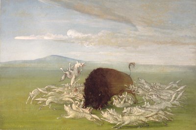 Lobos brancos atacam um touro búfalo de George Catlin