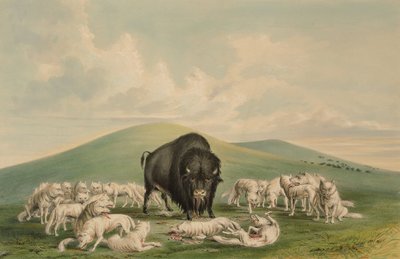 Lobos brancos a atacar um bisonte macho de George Catlin