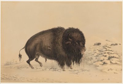 Bisonte macho ferido de George Catlin