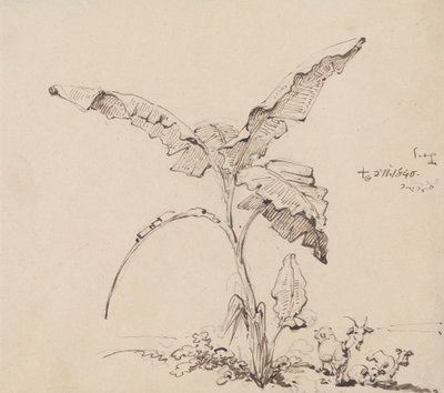 Cabras sob uma bananeira de George Chinnery