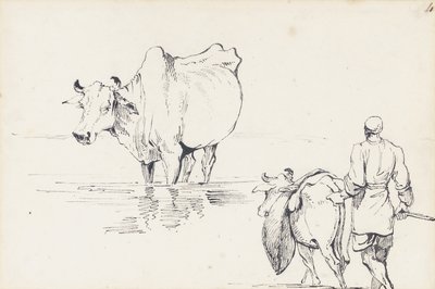 Estudos de gado indígena (caneta e tinta no papel) de George Chinnery