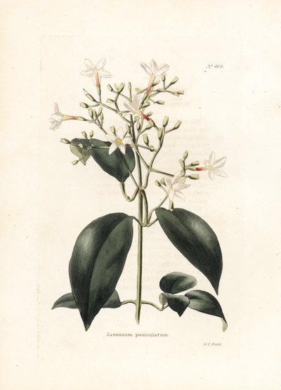 Jasmin (Jasminum paniculatum) - Litografia de George Cooke, para a revista britânica Conrad Loddiges Botanical Cabinet (1738-1826) de George Cooke
