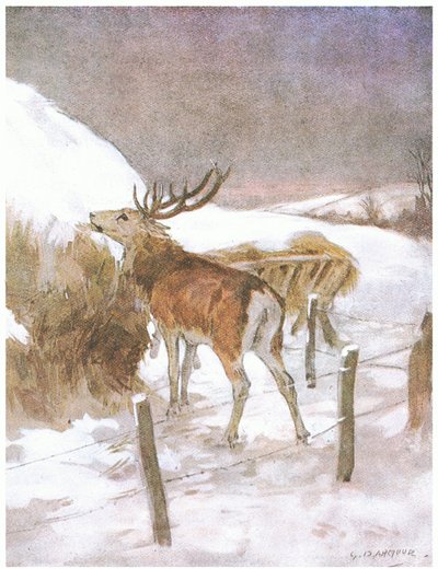 Rapidamente descobriu onde a forragem era guardada para os novilhos (cor litho) de George Denholm Armour
