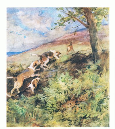 O velho veado deitou-se na cama de Rusty enquanto o veado mais jovem partiu, com os cães em perseguição (lito colorido) de George Denholm Armour